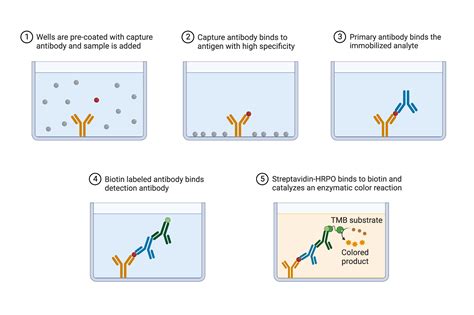 antibody capture elisa teaching kit|sandwich elisa basic and detail.